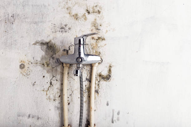 Mold Removal Process in Homeacre Lyndora, PA